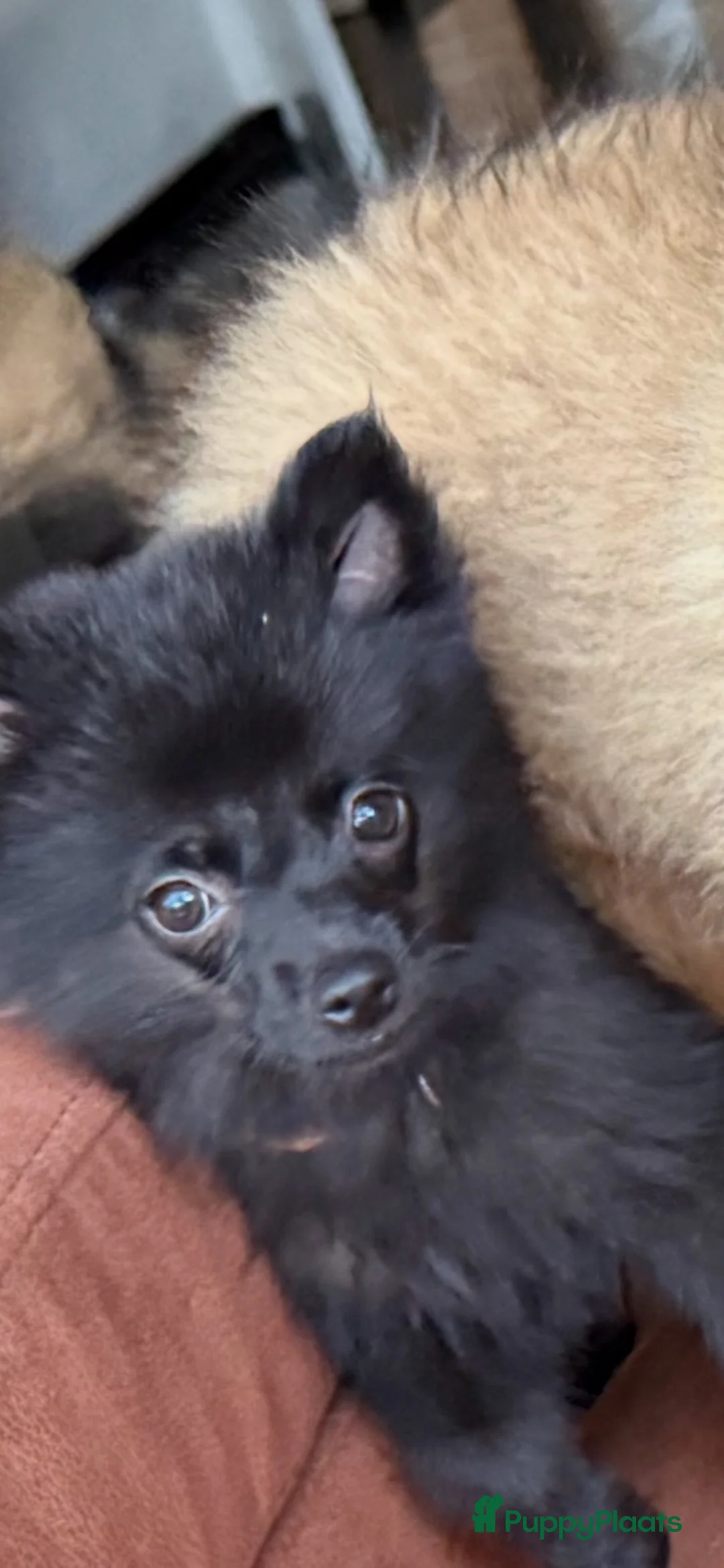 Keeshond honden te koop: Mini keesjes te koop - Advertentie 11
