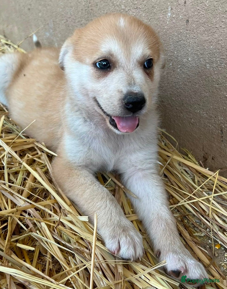 Kruising honden cindy wat een lieve geweldige leuke pup  - Advertentie 5