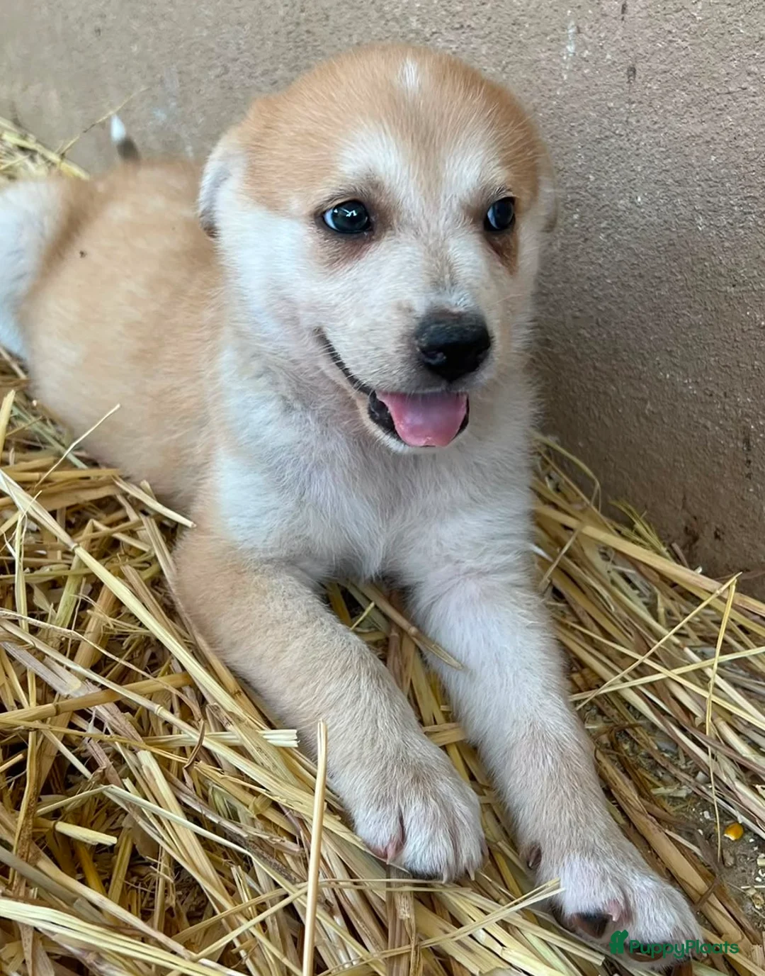 Kruising honden ter adoptie: cindy wat een lieve geweldige leuke pup  - Advertentie 1