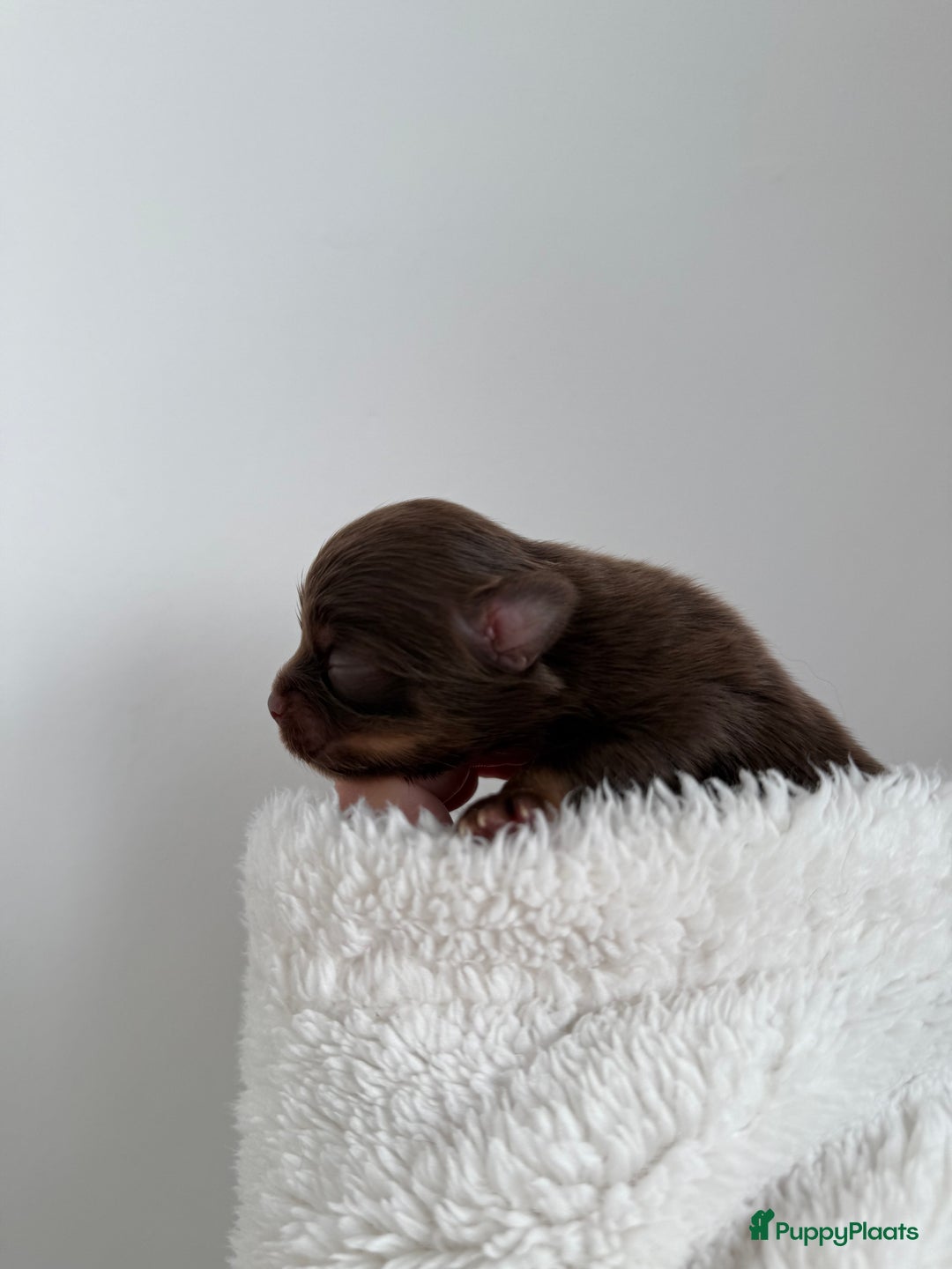 Chihuahua honden te koop: Chihuahuas pups - Advertentie 13