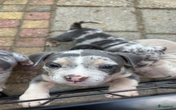 Amerikaanse Bully honden te koop: Exotic/Pocket Amerikaanse Bully Pups - Afbeelding 6