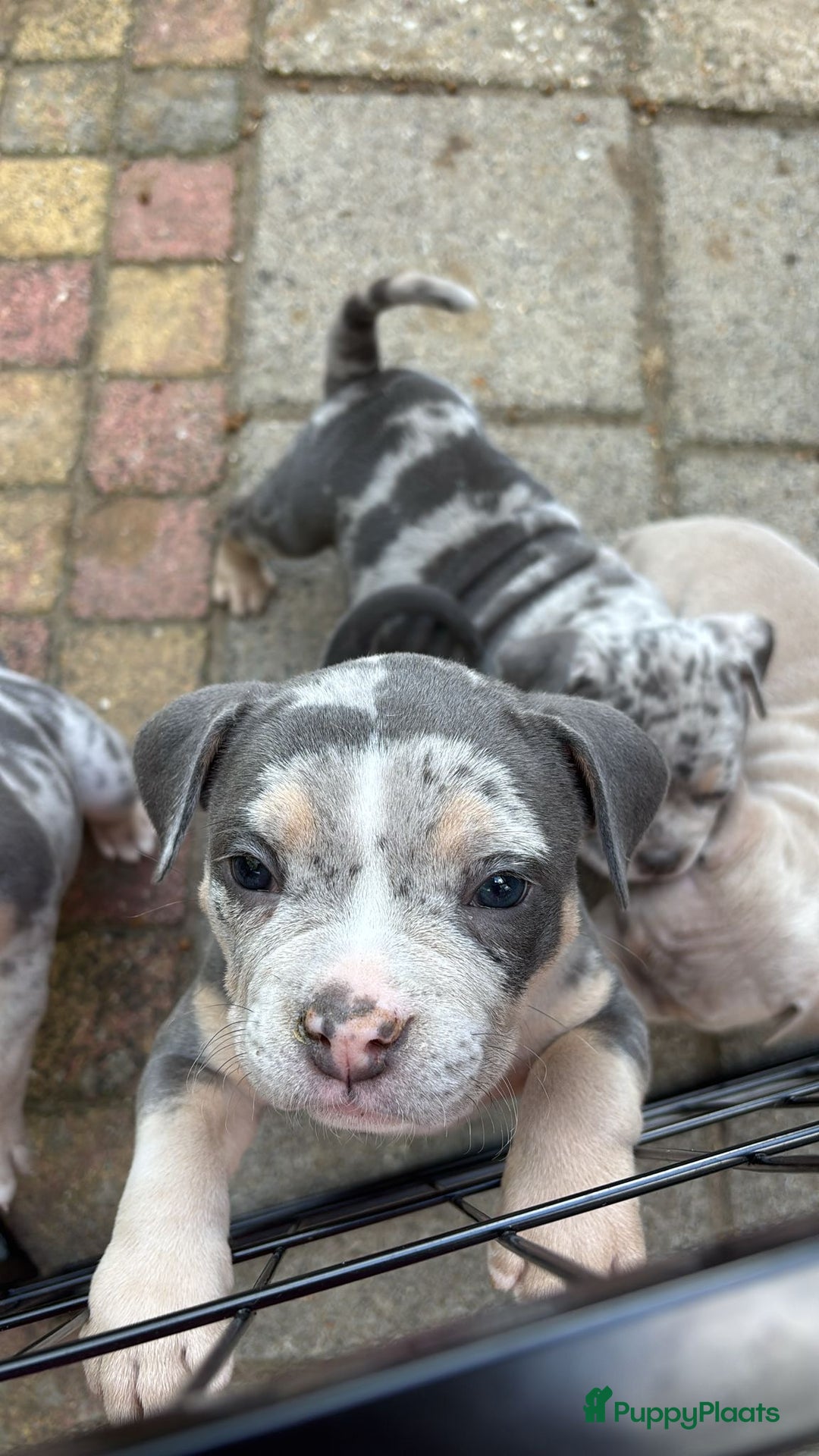 Amerikaanse Bully honden te koop: Exotic/Pocket Amerikaanse Bully Pups - Afbeelding 6