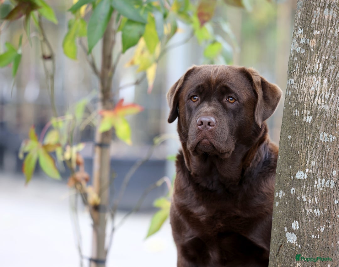 Labrador Retriever honden te koop: Labrador pups chocolade bruin met Stamboom - Afbeelding 5