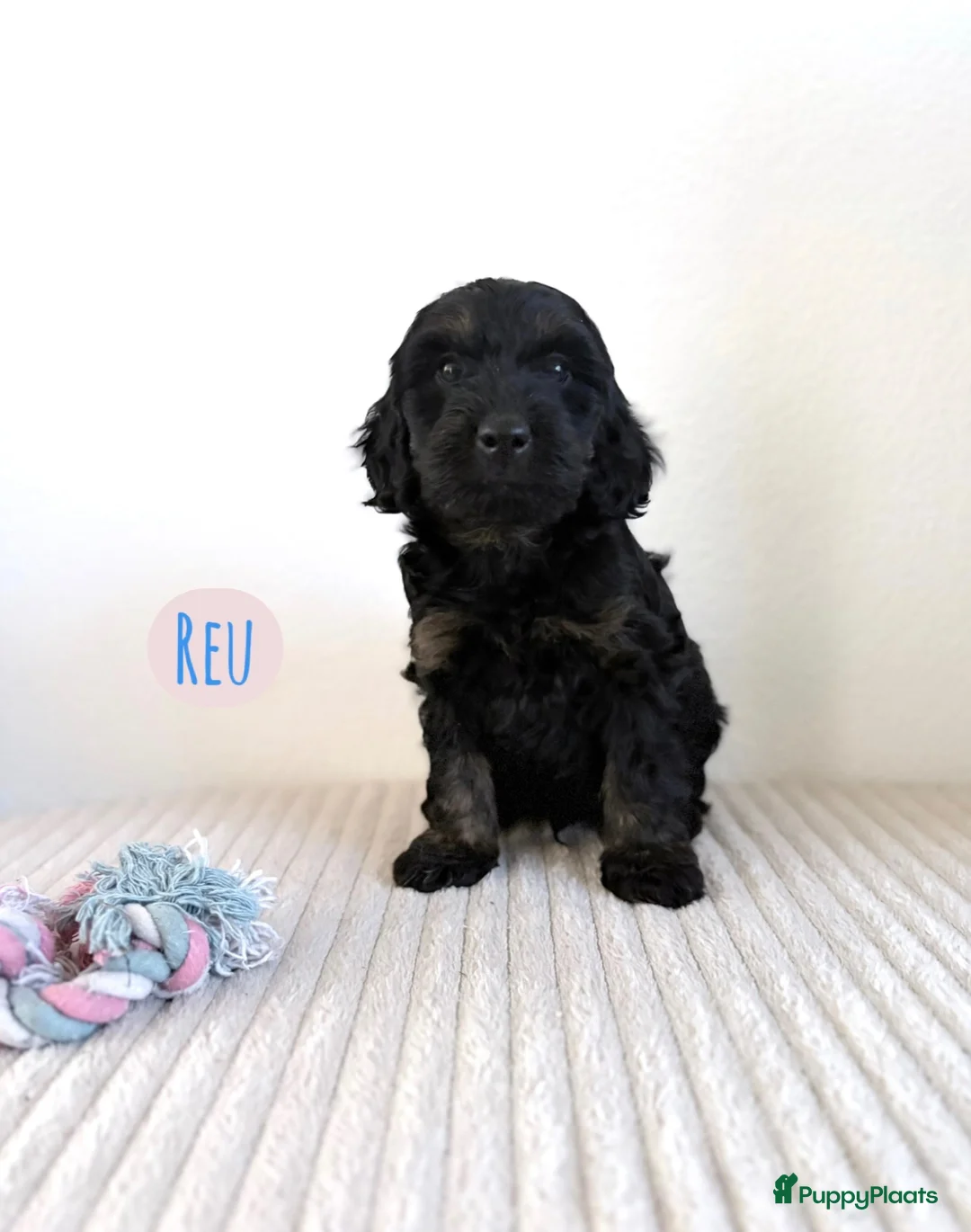 Cockapoo honden te koop: Cockapoo Cocker spaniel - Advertentie 12