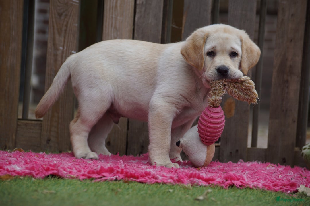 Labrador Retriever honden te koop: Authentieke Gele Labrador pups met Stamboom  - Advertentie 16