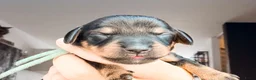 Ruwhaar Teckel honden te koop: Schattige Ruwharige Teckel pups (kaninchen/dwerg) - Advertentie 8