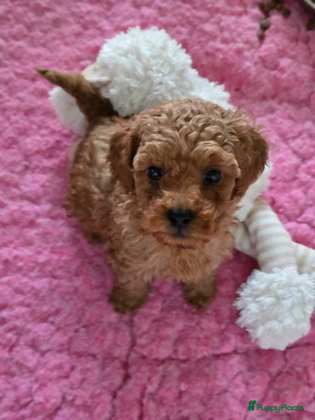 Maltipoo honden te koop: Mooie Maltipoo / toy poedel pup pups - Advertentie 24