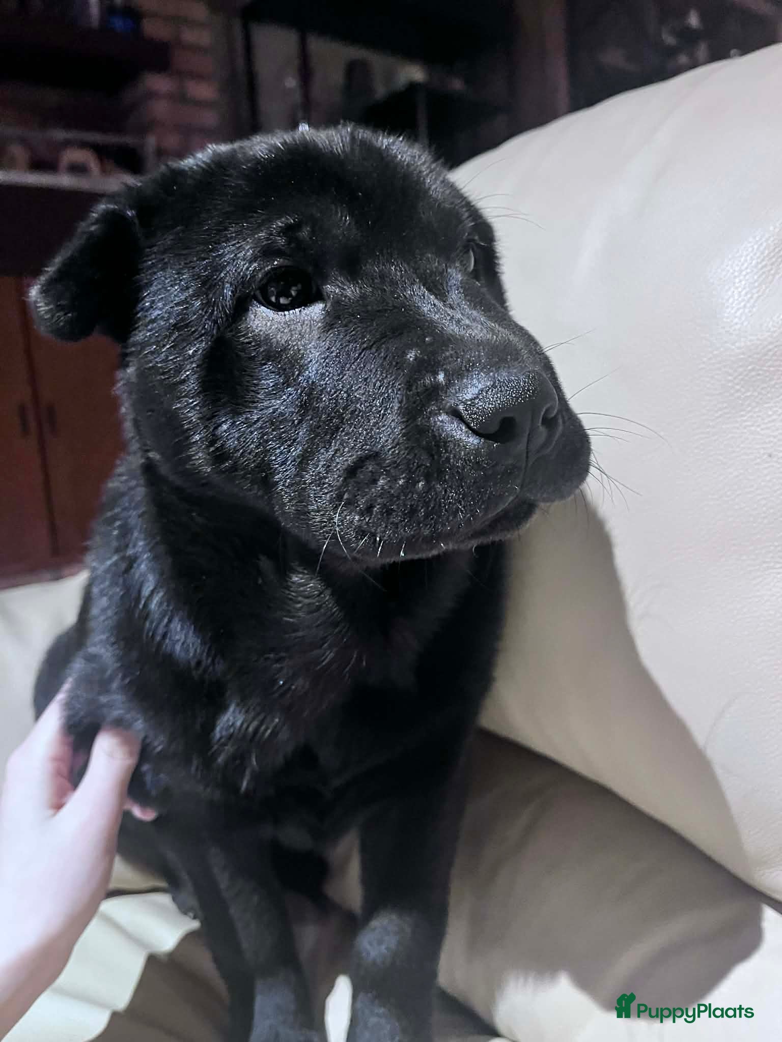 Shar Pei honden   Nog 2 mooie  sharpei    - Advertentie 1