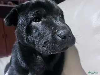 Shar Pei honden Nog 2 mooie sharpei - Advertentie 1