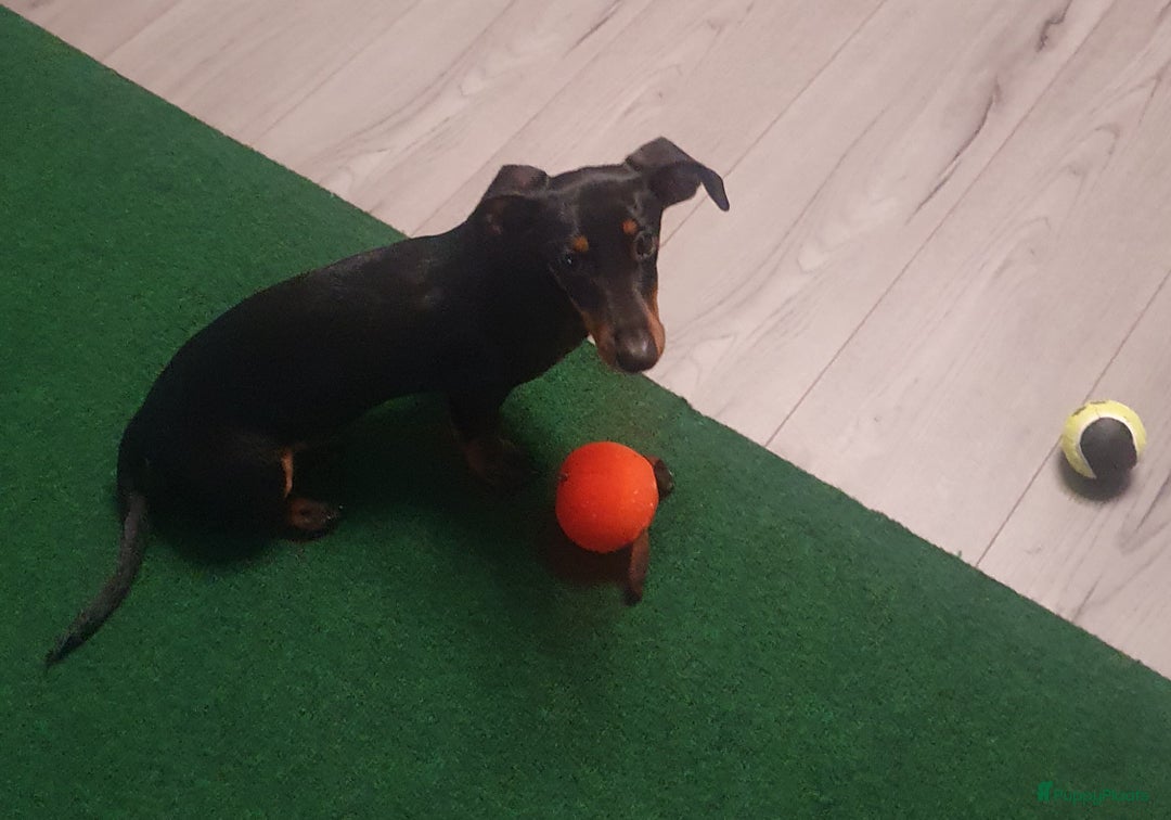 Teckel (korthaar)  honden te koop: Lieve kortharig teckel pup zoekt een nieuwe thuis - Advertentie 8