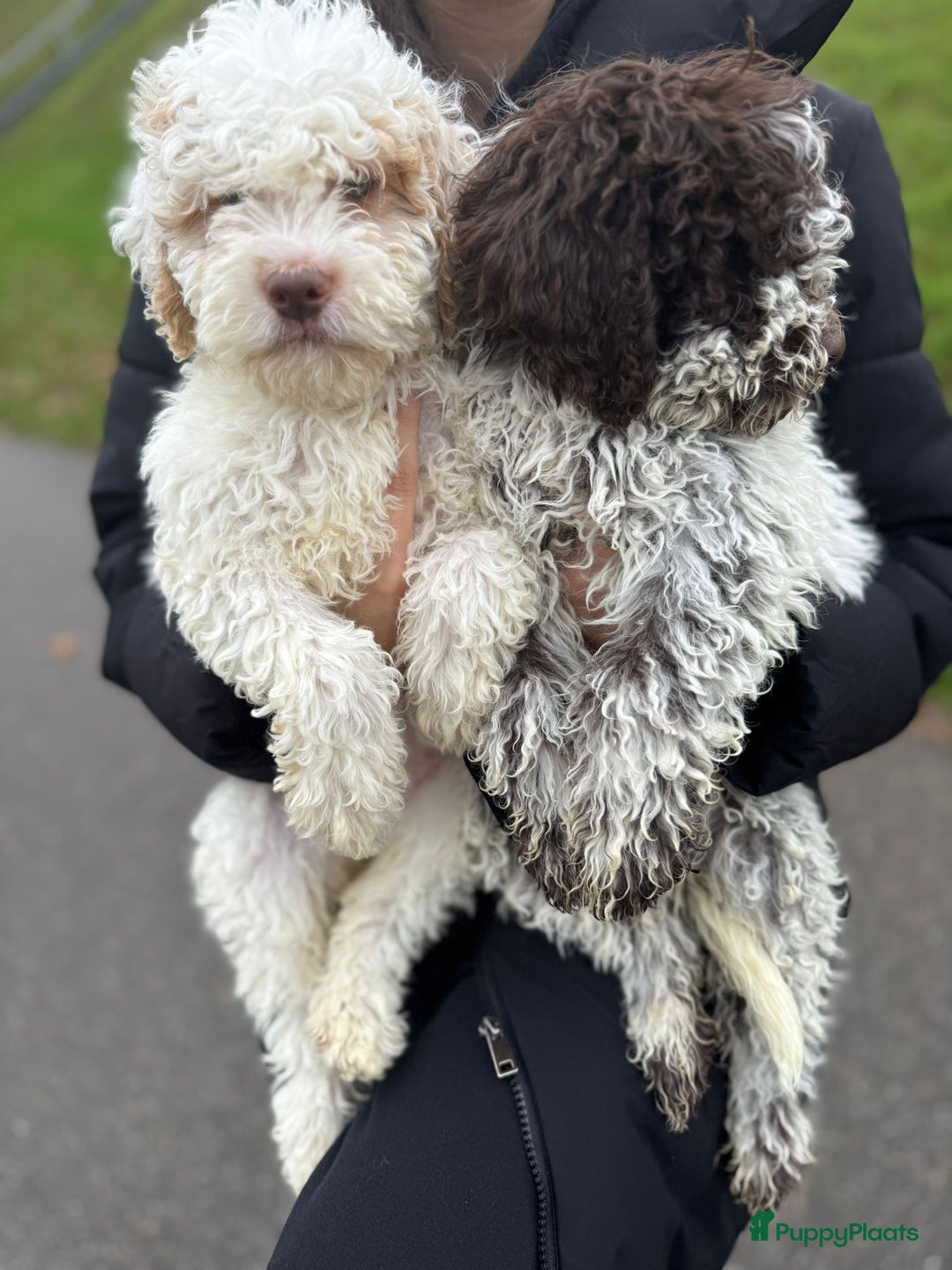 Lagotto Romagnolo honden te koop: Lagotto Romagnolo pups - Advertentie 18