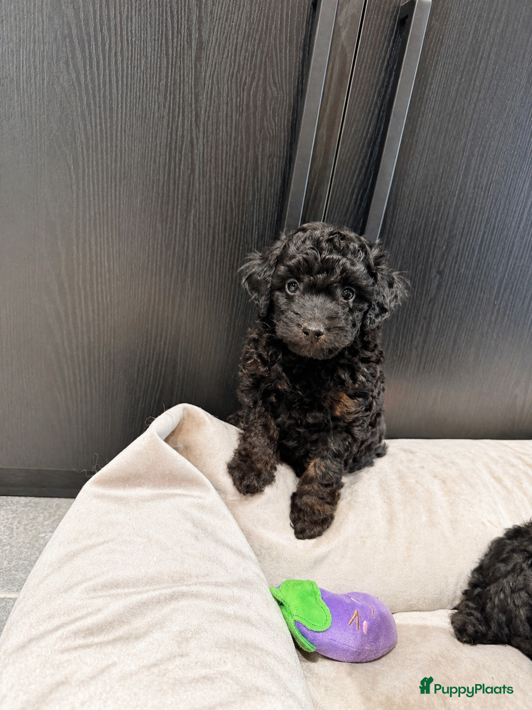 Maltipoo honden Maltipoo pups geteste vader/moeder - Advertentie 1