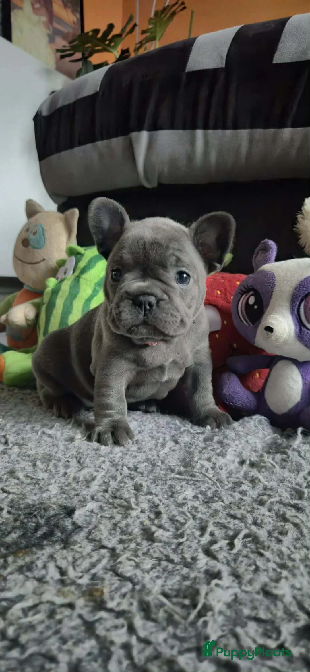 Franse Bulldog honden te koop:  Prachtige Blauwe Bulldog puppy’s thuisnestje - Advertentie 7