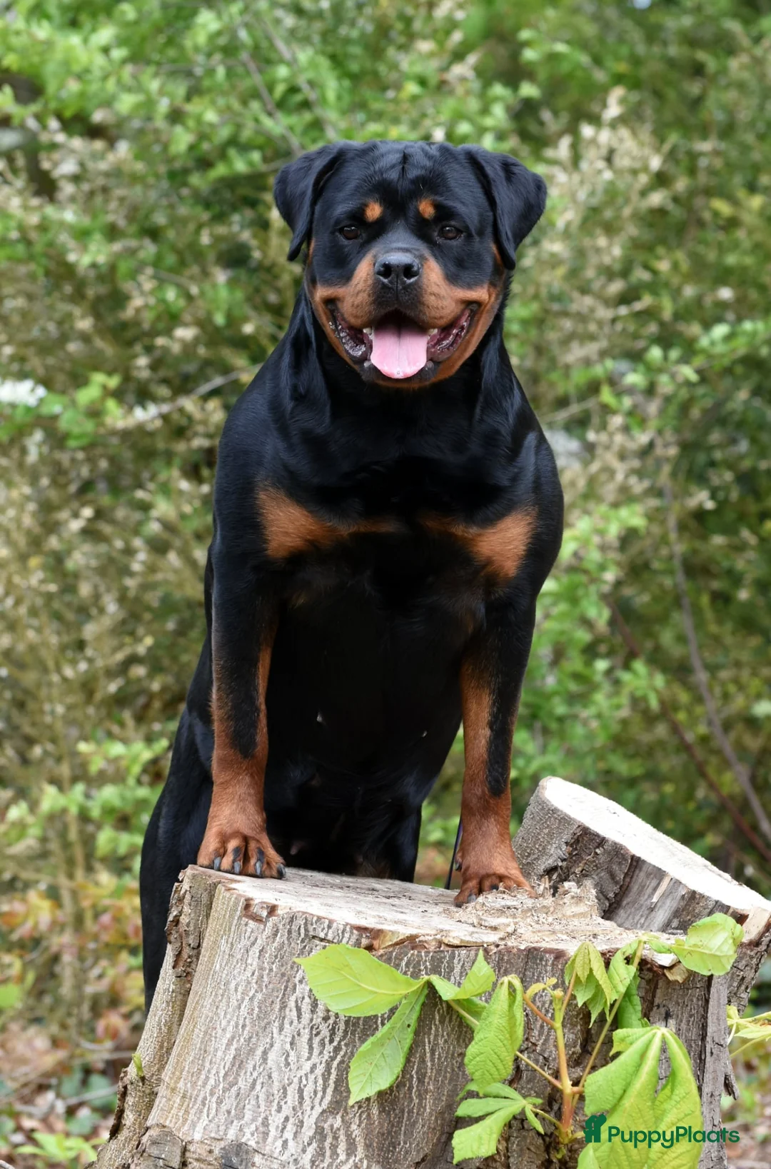 Rottweiler honden te koop: Rottweiler pups met stamboom  in Odijk - Advertentie 1