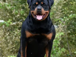 Rottweiler honden Rottweiler pups met stamboom - Advertentie 1