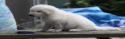 Kuvasz honden te koop: **Bijzondere Kuvasz pups uit een droomcombinatie** - Advertentie 15