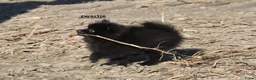 Pomeriaan honden te koop: pomeriaan pups beschikbaar - Advertentie 6