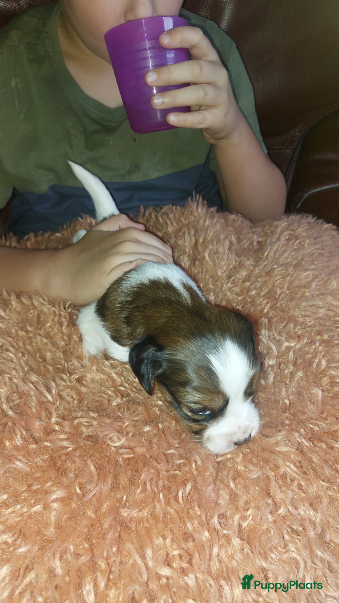 Kooikerhondje honden te koop: Schitterende kooikerhondje pups  - Advertentie 17