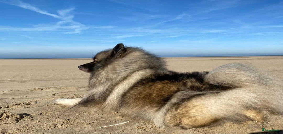 Galerij afbeelding {{count}}