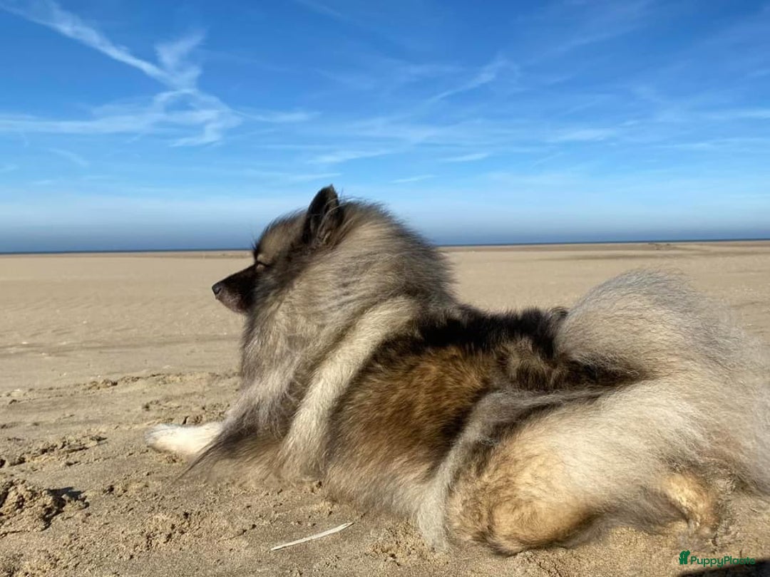 Galerij afbeelding {{count}}