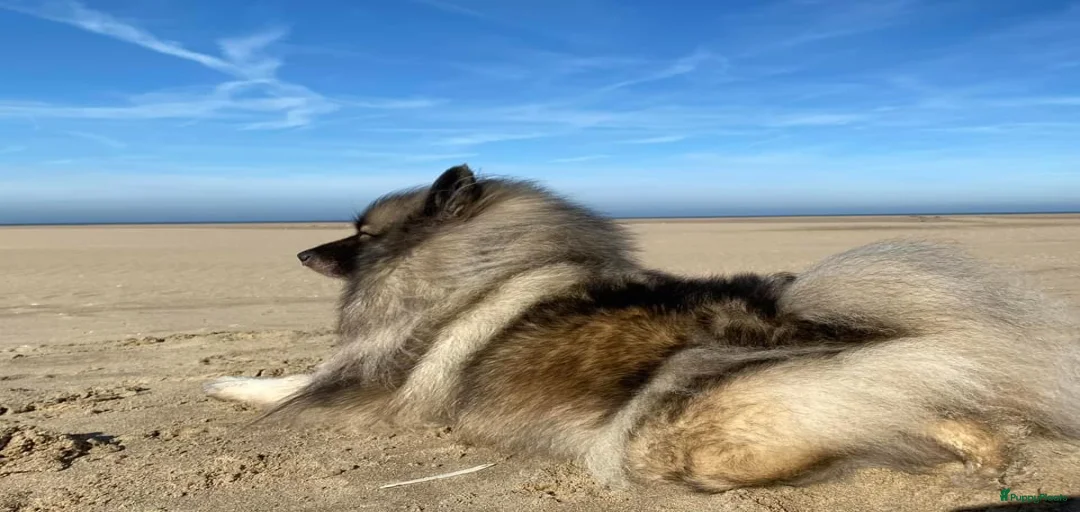 Galerij afbeelding {{count}}