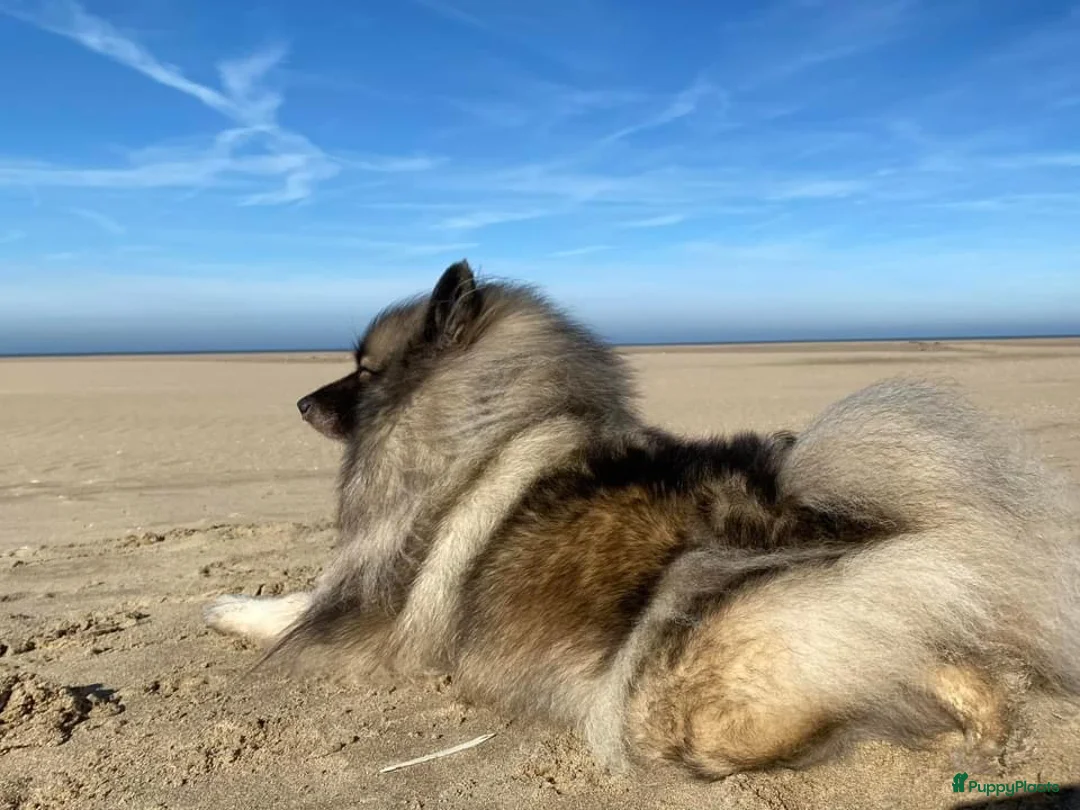 Galerij afbeelding {{count}}