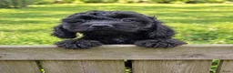 Cockapoo honden te koop: F1 mini cockapoo pups, mogen het nest verlaten  - Advertentie 6