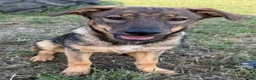 Kruising honden te koop: Fayaa - Advertentie 5