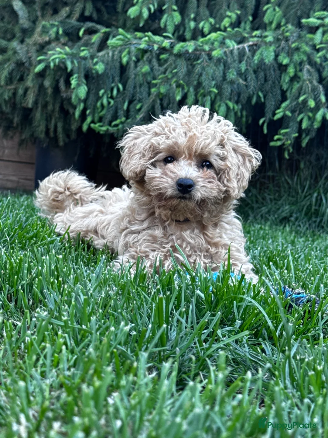Maltipoo honden te koop: Maltipoo teefje puppy - Advertentie 2