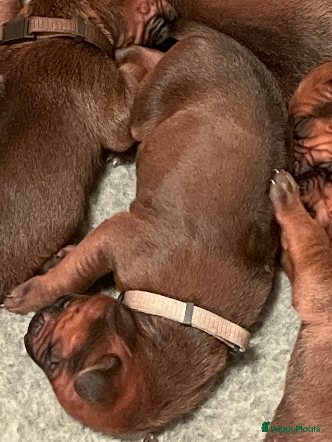 Rhodesian Ridgeback honden te koop: Rhodesian Ridgeback 7 reutjes geboren - Advertentie 36