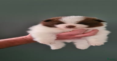 Pomeriaan honden - Advertentie 6