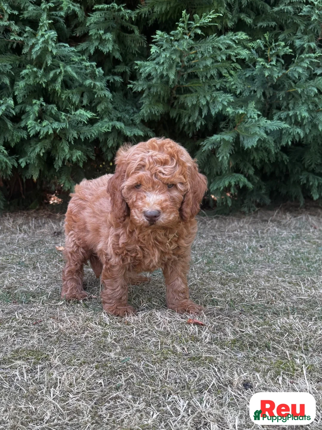 Australian Labradoodle honden te koop: Australian Labradoodles - Advertentie 7