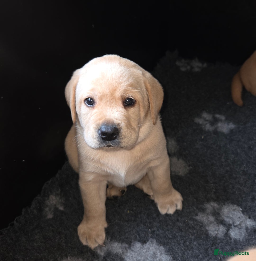 Labrador Retriever honden te koop: Mooie labrador pups - Advertentie 4