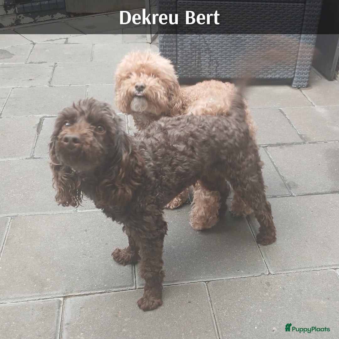 Poedel Toy honden te koop: Rasechte Toy Poedeltjes geboren in 2026! - Advertentie 2