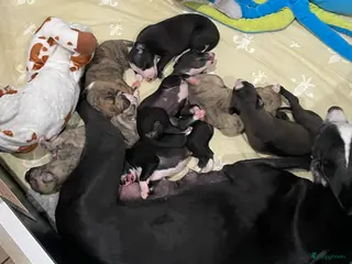 Whippet honden Prachtige Whippet pups, nog 2 reutjes beschikbaar. - Advertentie 15