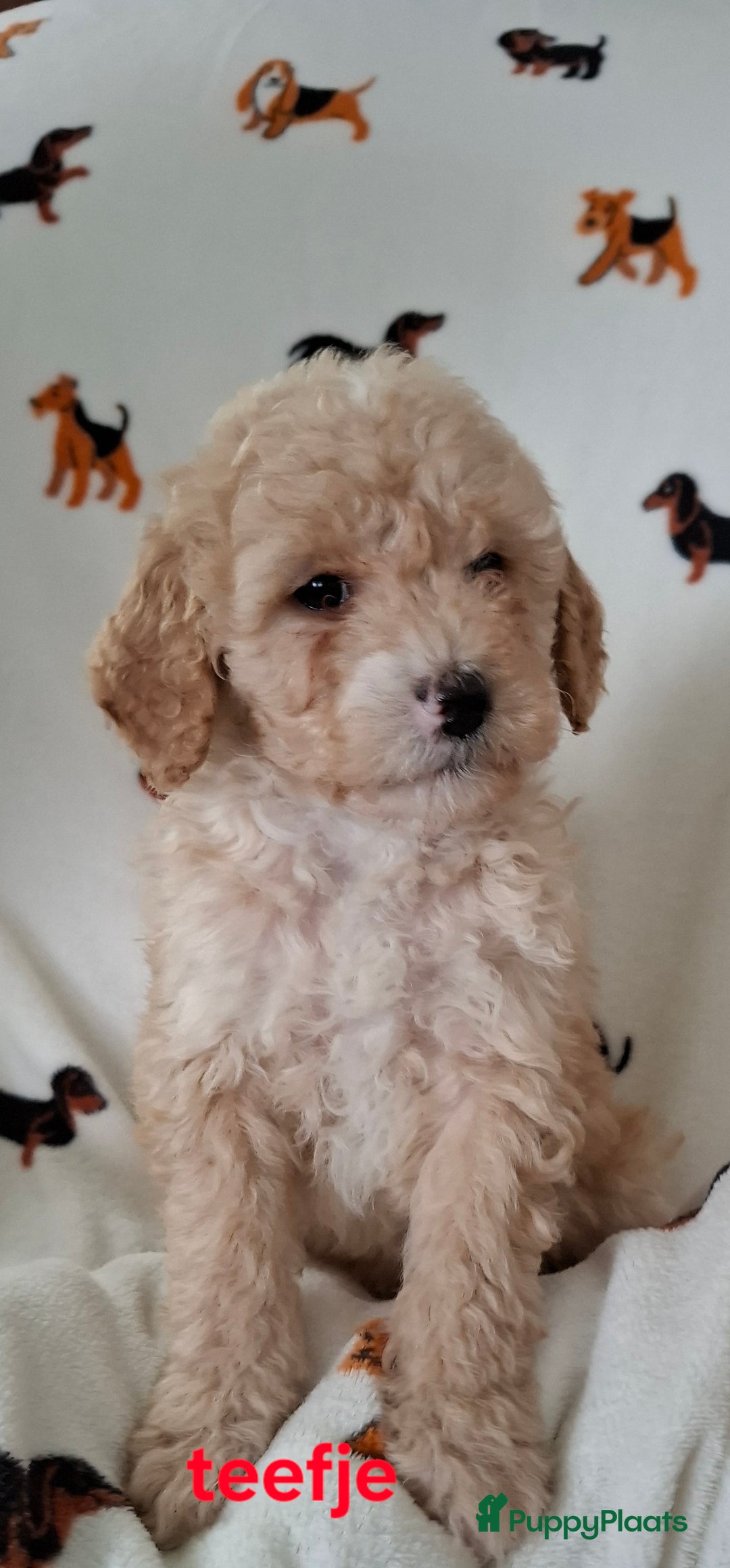 Labradoodle honden te koop: Labradoodle pups kleine  medium  - Advertentie 6