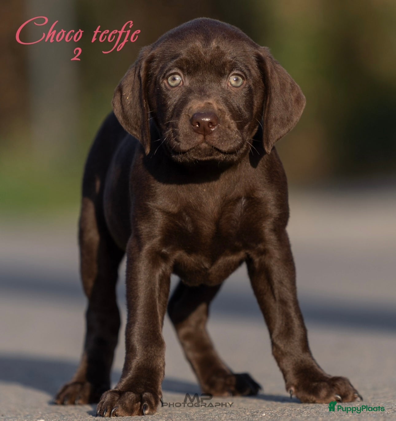 Kruising honden Laatste teefje labrador x Vizsla - Advertentie 3