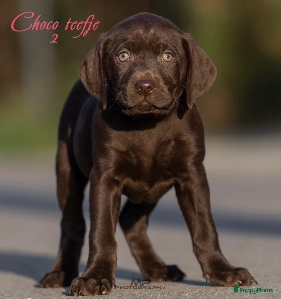 Kruising honden te koop: Laatste teefje labrador x Vizsla - Advertentie 1