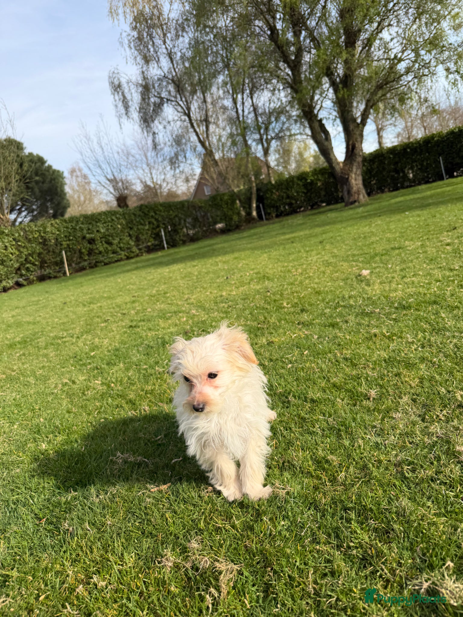 Maltipoo honden Maltipoo (Maltezer x Toy Poedel) pups - Advertentie 2