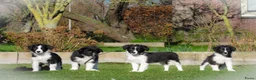 Border Collie honden te koop: Enthousiaste border collie x friese stabij pups  - Advertentie 5