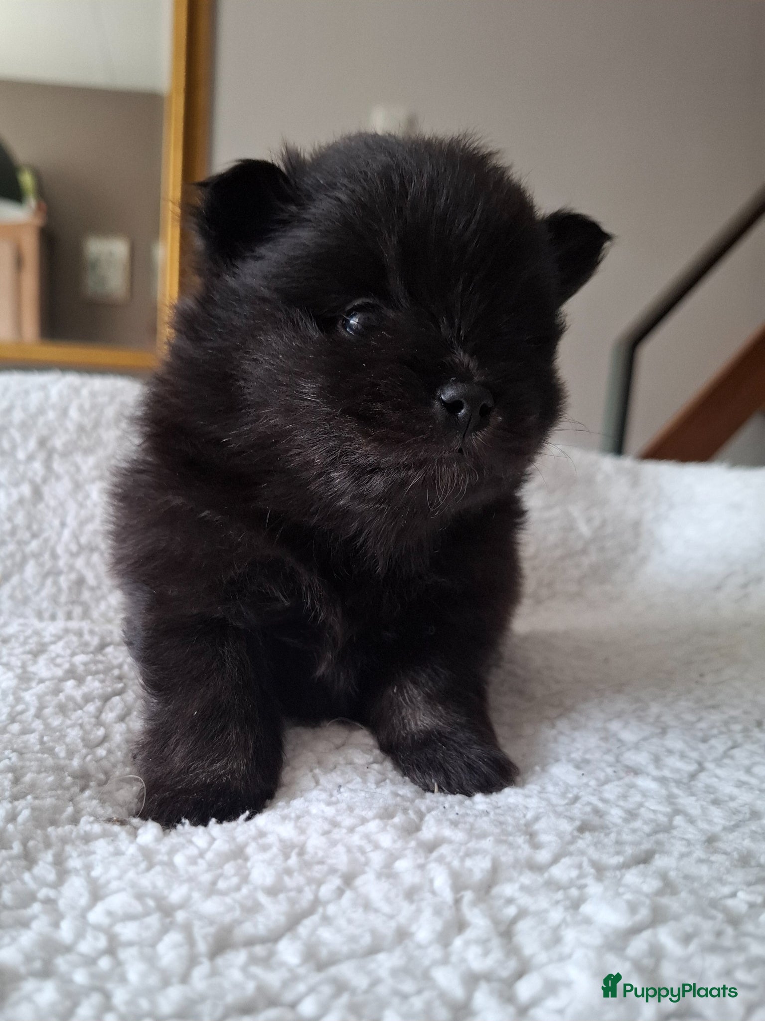 Pomeriaan honden Dwergkees nog 2 reutjes  - Advertentie 1