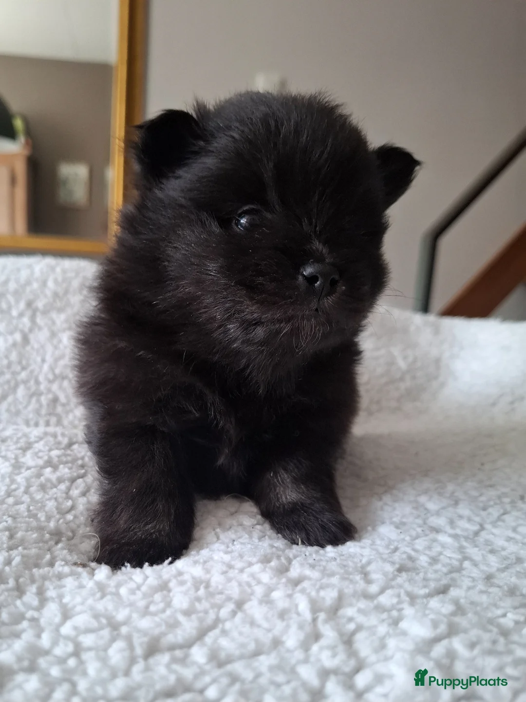 Pomeriaan honden te koop: Dwergkees nog 2 reutjes  - Advertentie 1