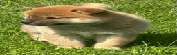 Shiba honden te koop: Bijzondere Shiba inu puppies - Advertentie 11