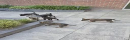 Hollandse Herder honden te koop: Hollandse herder pups - Advertentie 3