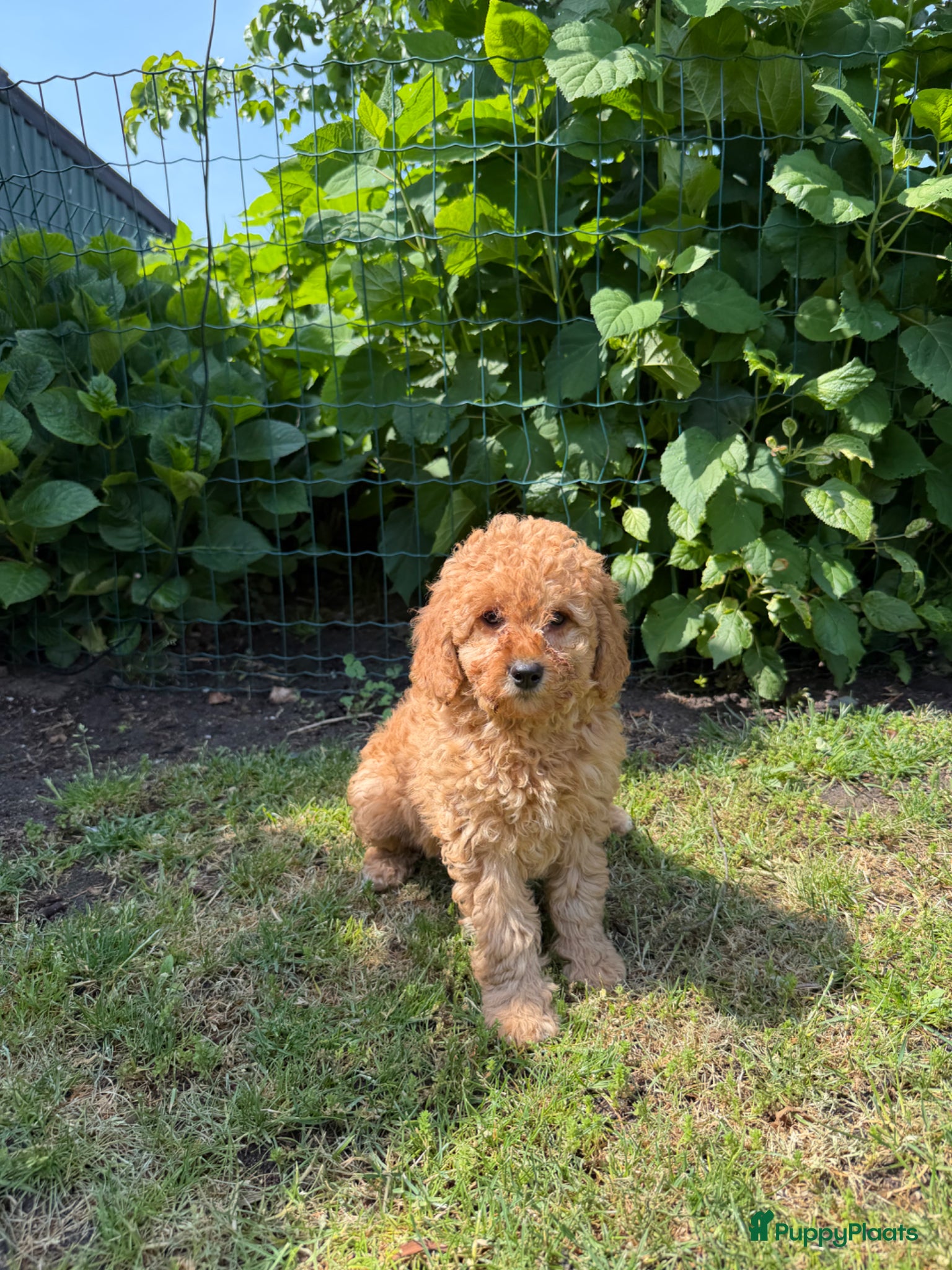 Labradoodle Puppy 2