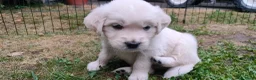 Golden Retriever honden te koop: Deze leukerds zoeken een baasje - Advertentie 7