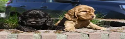 Engelse Cocker Spaniel honden te koop: Speelse Engelse Cocker Spaniel pups - Advertentie 26