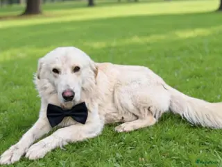 Kruising honden Chicco zoekt baasje - Advertentie 3