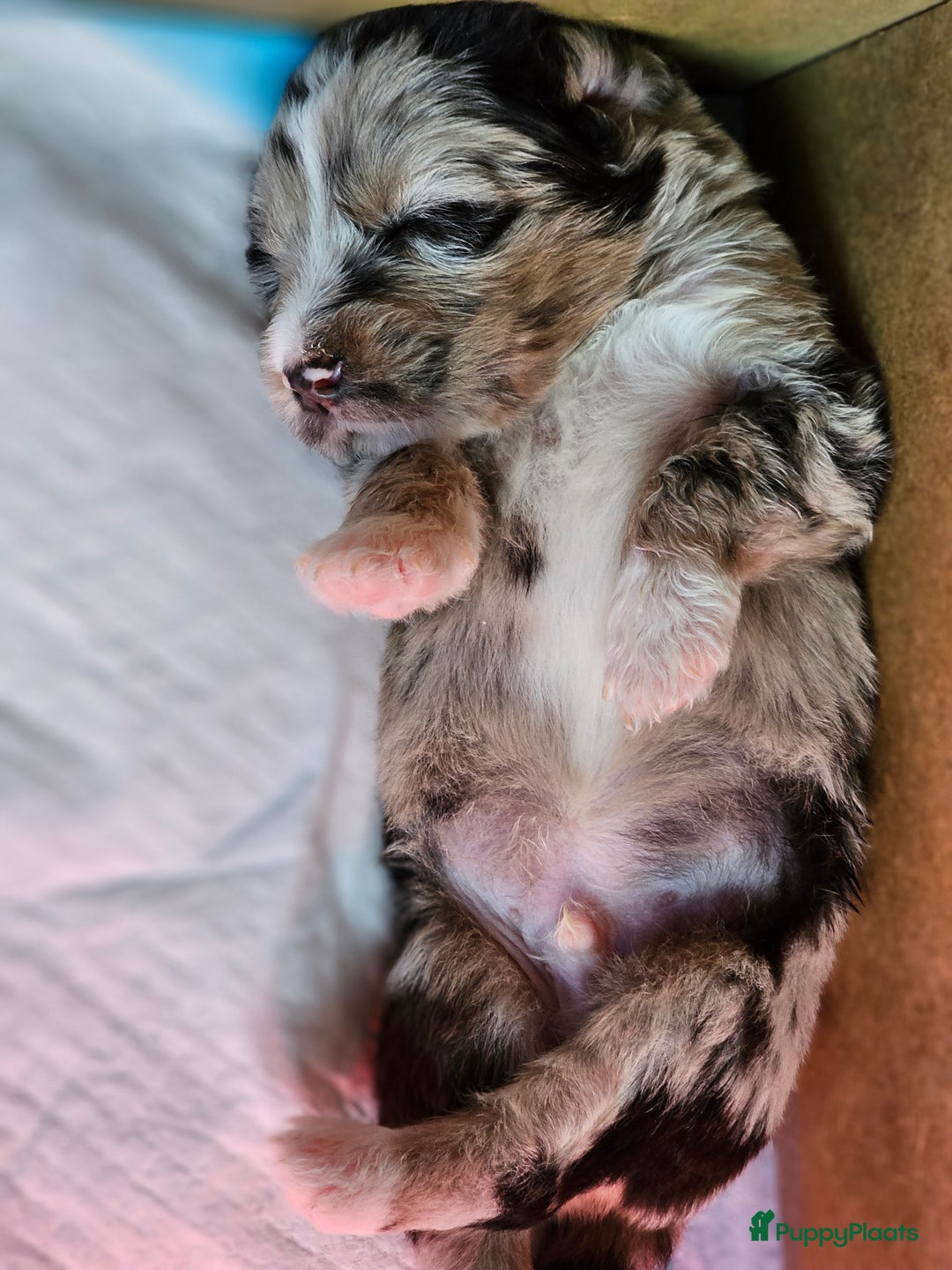 Kruising honden te koop: Aussidoodle pups - Advertentie 3