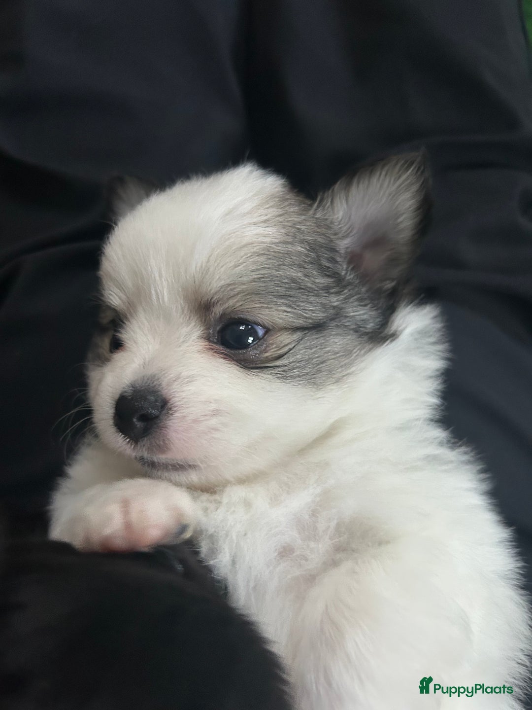 Pomchi honden te koop: Pomchi reutje - Advertentie 9